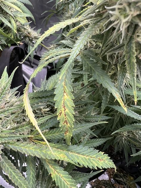 Rust spots on leaves during flower - Troubleshooting - I Love Growing Marijuana Forum