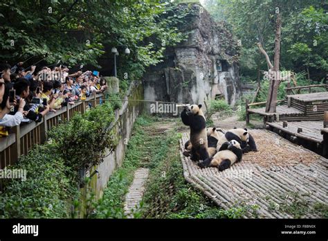 Tourists watching Pandas being fed Chengdu Panda Breeding Centre Sichuan Province China MA003061 ...