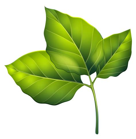 Greenleaves clipart 20 free Cliparts | Download images on Clipground 2024