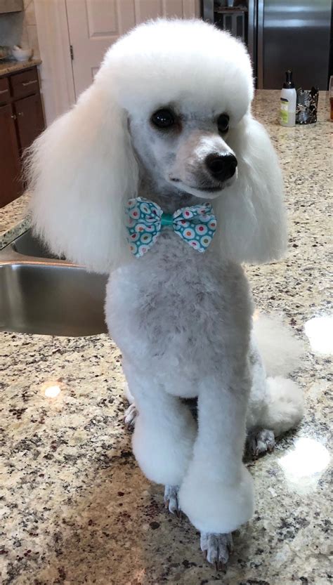 Pin by Gabriela De Los Santos on Poodle Love | Poodle haircut, Dog breeds, Poodle grooming