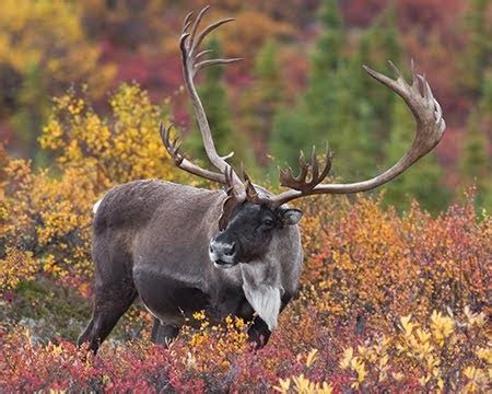 Ken Conger Photography: Denali - Caribou & Dall Sheep