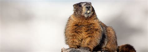 Groundhog Day: All About Groundhog Teeth