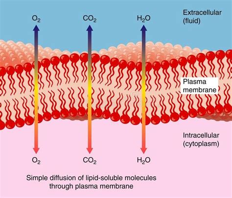 Diffusion through plasma membrane. Simple diffusion of water and gasses ...