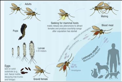 The life cycle of sand flies (De Sousa-Paula et al. 2020). | Download Scientific Diagram