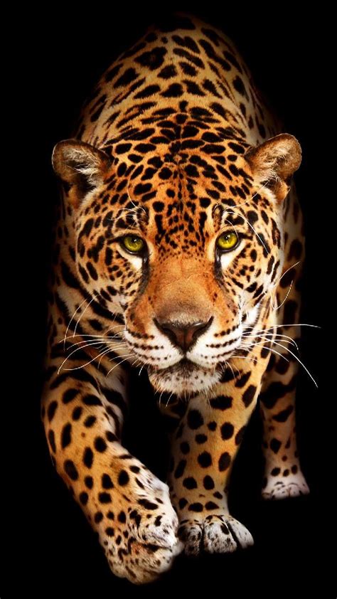 Free download Pin on Jaguar [720x1280] for your Desktop, Mobile & Tablet | Explore 66+ Free ...