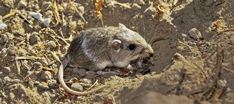 Exploring genetics to save endangered pocket mouse - The Wildlife Society