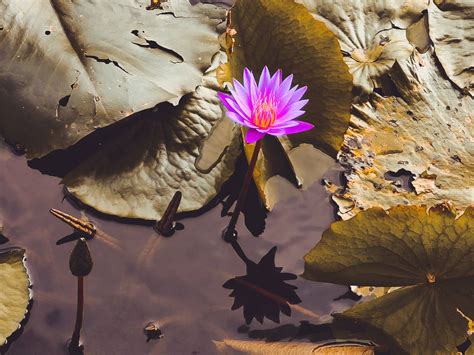 Top 999+ Lotus Flower Wallpaper Full HD, 4K Free to Use