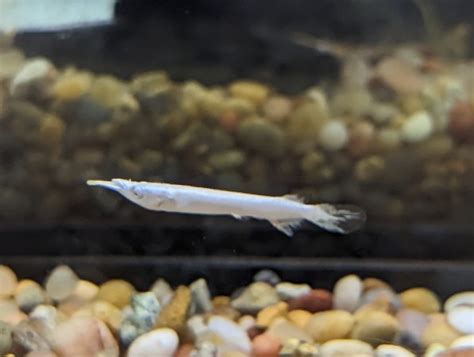 Halfbeak Brackishwater Fish Species | Tank Facts