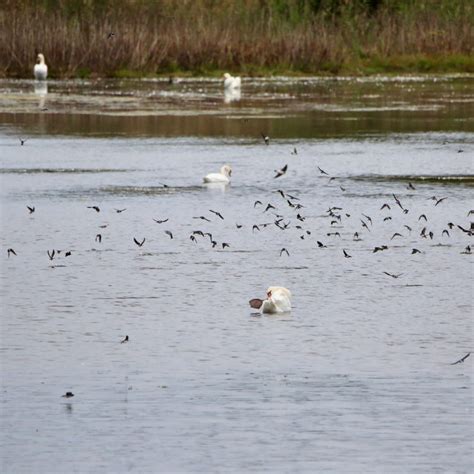 Mute Swan - Bird Watching Academy