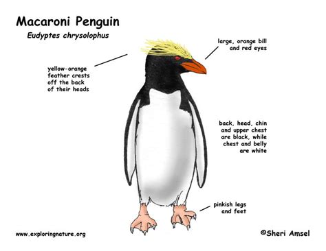 Penguin (Macaroni) -- Exploring Nature Educational Resource | Macaroni ...