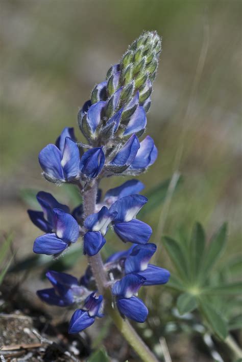 Arctic Lupine | Montana Outdoors