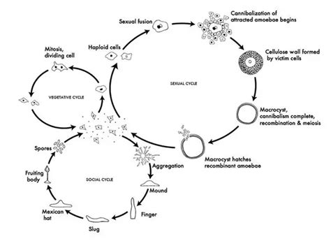 (Explained) - Complete life cycle of Dictyostelium discoideum