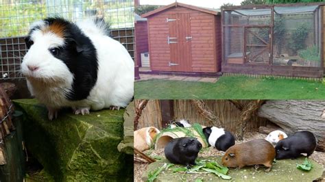 Keeping Guinea Pigs Outdoors - YouTube