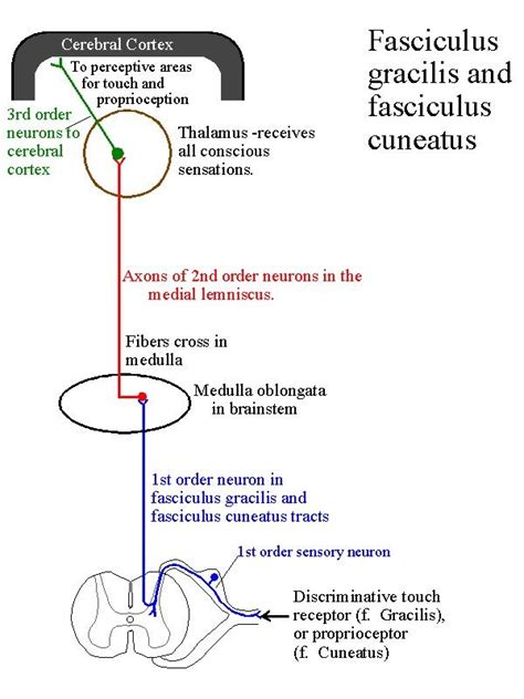 Conscious Proprioception Pathway - GiulianaafeAtkinson