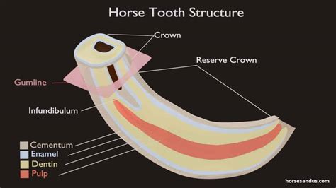 Horse Teeth Anatomy Numbered Teeth