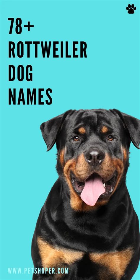 Rottweiler Dog Names 78+ Best & Top Ideas - PetShoper