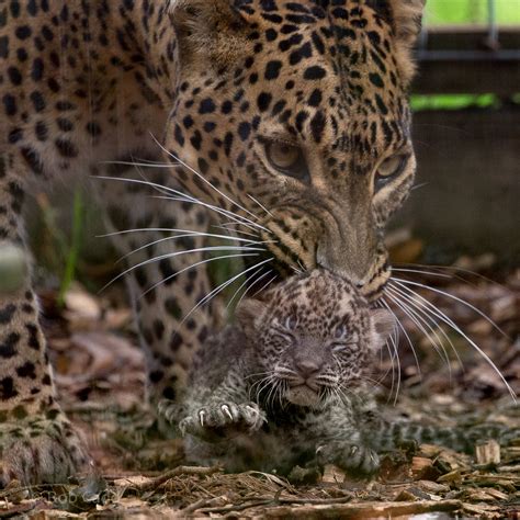 Sri Lankan leopard (with cub) : Banham Zoo : 29 Sep 2017 - ZooChat