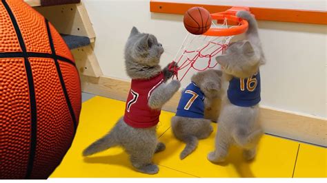 CAT KITTENS PLAYING BASKETBALL 🏀 BRITISH SHORTHAIR KITTENS PLAYING FUNNY! FUNNIEST CAT VIDEOS ...