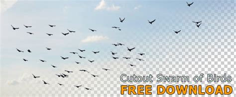 Cutout Swarm Birds Flying (PNG) with transparent background