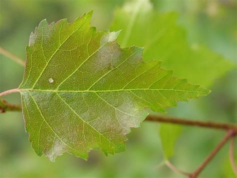 How to identify the Silver birch tree (Betula pendula) in a few easy steps