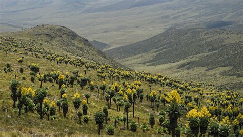 Aberdare national park 2 - Serengeti National Park