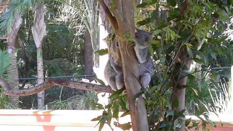 Feeding time at the Koala Habitat - Australia Zoo - YouTube