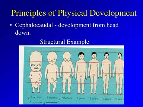 PPT - Principles of Physical Development PowerPoint Presentation, free download - ID:6554896