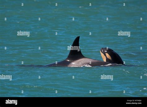 Baby orca hi-res stock photography and images - Alamy