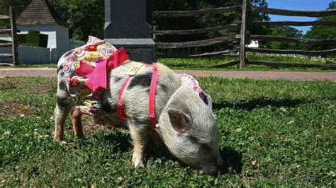 Virginia's Top Pet Friendly Attraction: Colonial Williamsburg