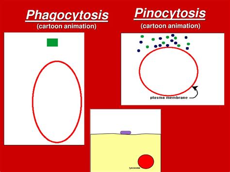 Pinocytosis Animation