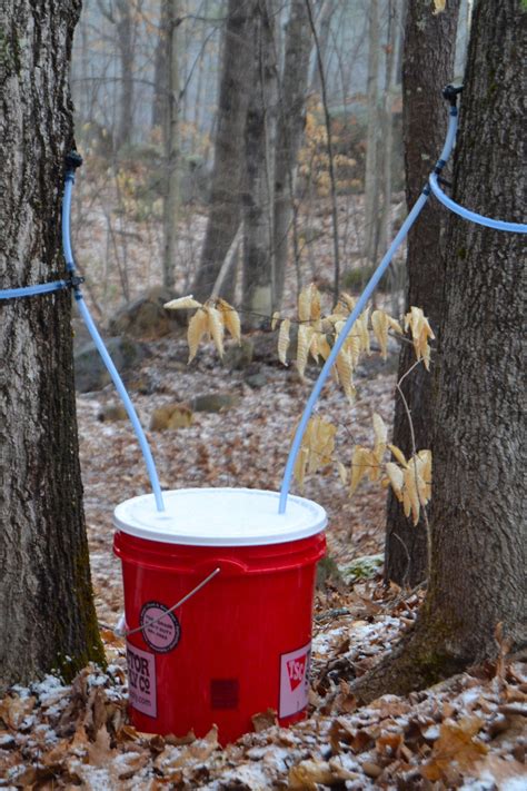 How to make maple syrup Diy Maple Syrup, Homemade Maple Syrup, Tapping Maple Trees, Maple Syrup ...