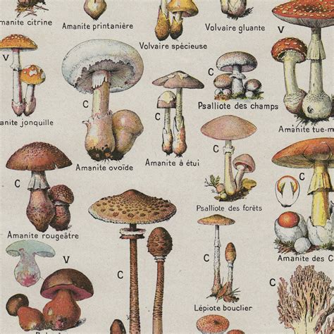 Edible Wild Mushrooms Identification