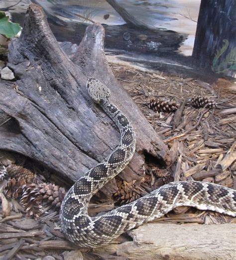 Eastern Diamondback Rattlesnake Free Stock Photo - Public Domain Pictures