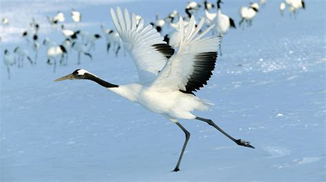 Red Crowned Cranes Japan wallpaper | 1920x1080 | #14079