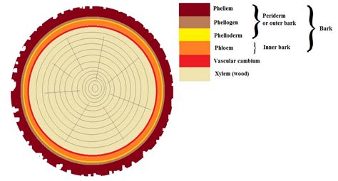 What is a periderm? How does periderm formation take place in the dicot stems?