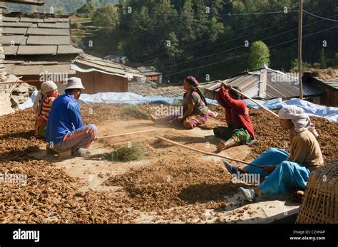 farmers beating their millet crop in the Annapurna region of Nepal Stock Photo - Alamy