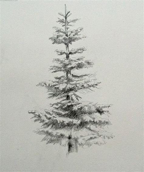 Pencil Drawing Pine Trees - pencildrawing2019