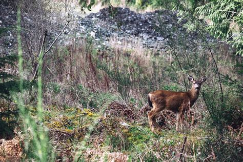 Free picture: deer, grass, bush, forest, wood, animal