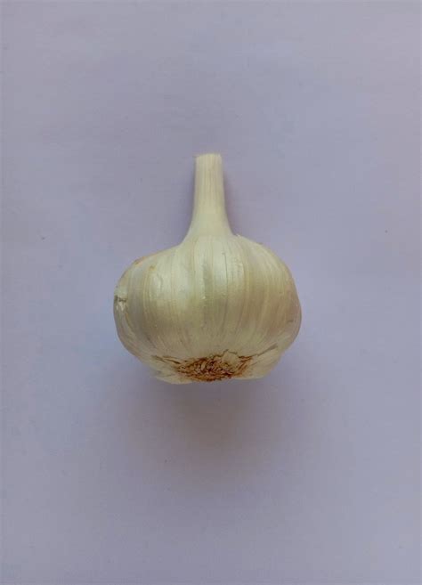 A garlic bulb - PixaHive