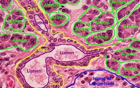 slides of the pancreas exocrine acinus | Histology Of Pancreas | microscope slides | Pinterest ...