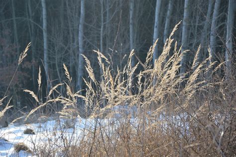 Winter Grass Frost Dry - Free photo on Pixabay - Pixabay