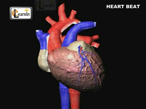 Heartbeat Explained | Lub dub | Cardiac cycle | Heart Sound | Human Anatomy video 3D | elearnin ...