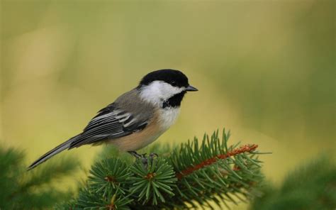 Massachusetts state bird, the Chickadee | My heart is in New England ...