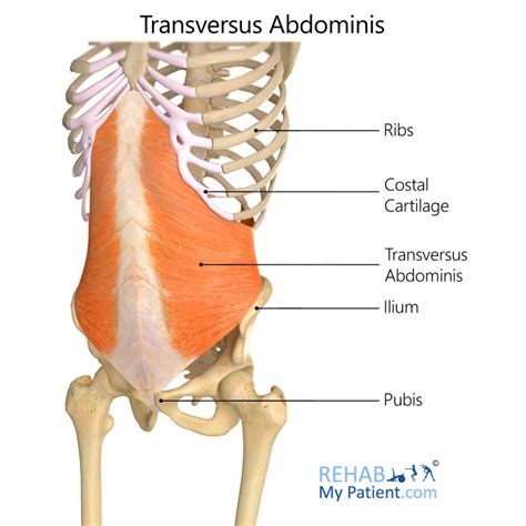 Rib Flare - Upper Respiratory Breather | Motus Physical Therapy