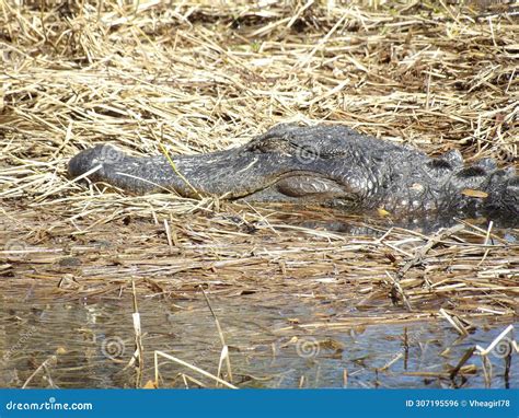 Close Up Photo of the Head of the Alligator Napping in the Swampy Area Stock Photo - Image of ...