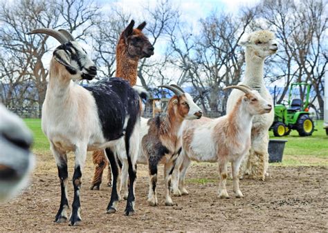 Local Farm animal sanctuary offering virtual tours, Mother's Day event - Berthoud Weekly ...