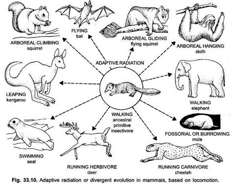 Adaptive Radiation in Mammals | Vertebrates | Chordata | Zoology