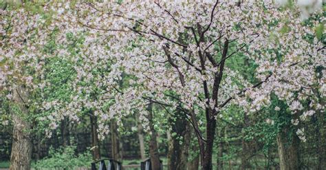 Photo of White Cherry Blossom Tree · Free Stock Photo