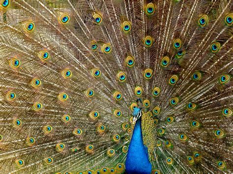 Indian Peafowl | Bubo Birding