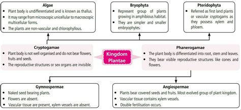 Kingdom Plantae Diagram